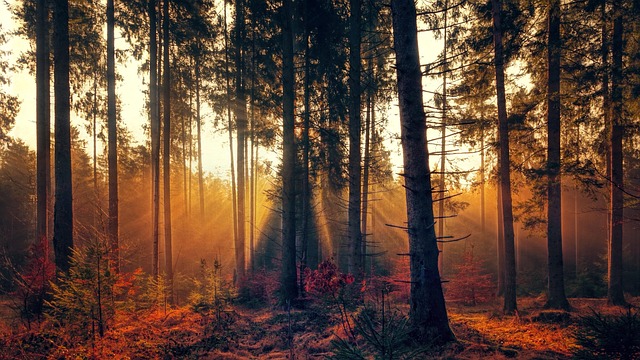Auringonvalo siivilöityy metsän läpi